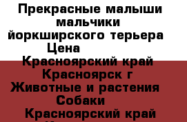 Прекрасные малыши мальчики  йоркширского терьера › Цена ­ 10 000 - Красноярский край, Красноярск г. Животные и растения » Собаки   . Красноярский край,Красноярск г.